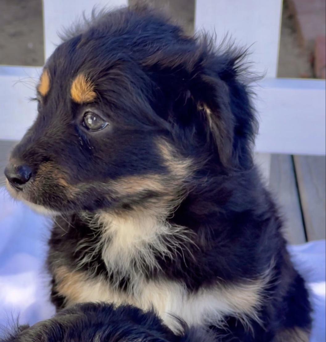Enlarge Audrey, an adopted mixed breed in Hawthorne, CA image 4/4