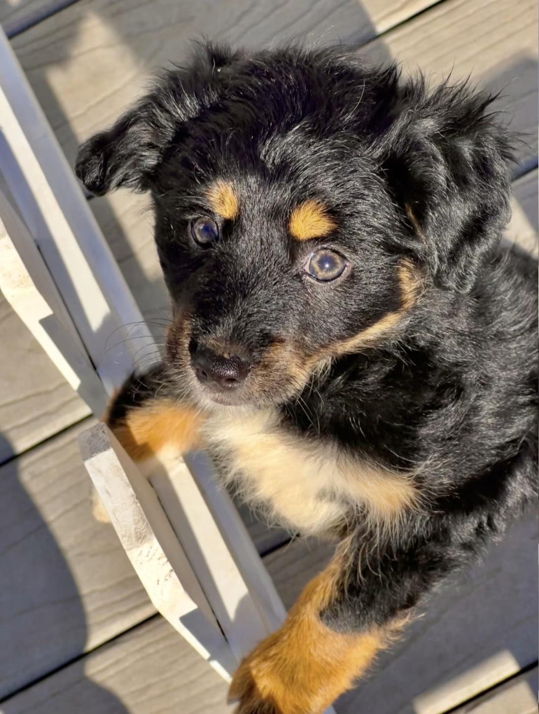 Enlarge Audrey, an adopted mixed breed in Hawthorne, CA image 2/4