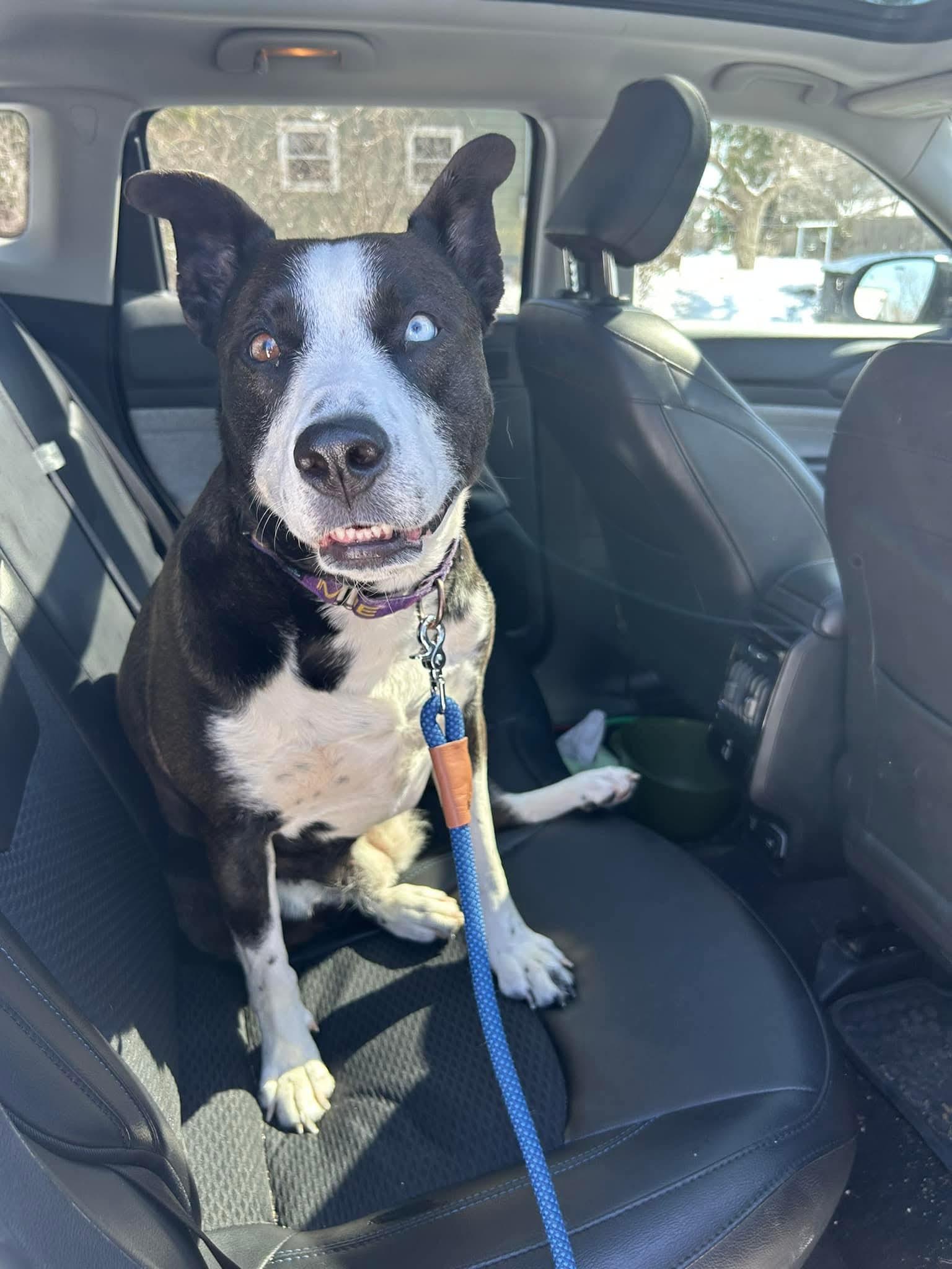 Enlarge SHILOH   $375, a ADOPTABLE mixed breed in Milwaukee, WI image 4/6