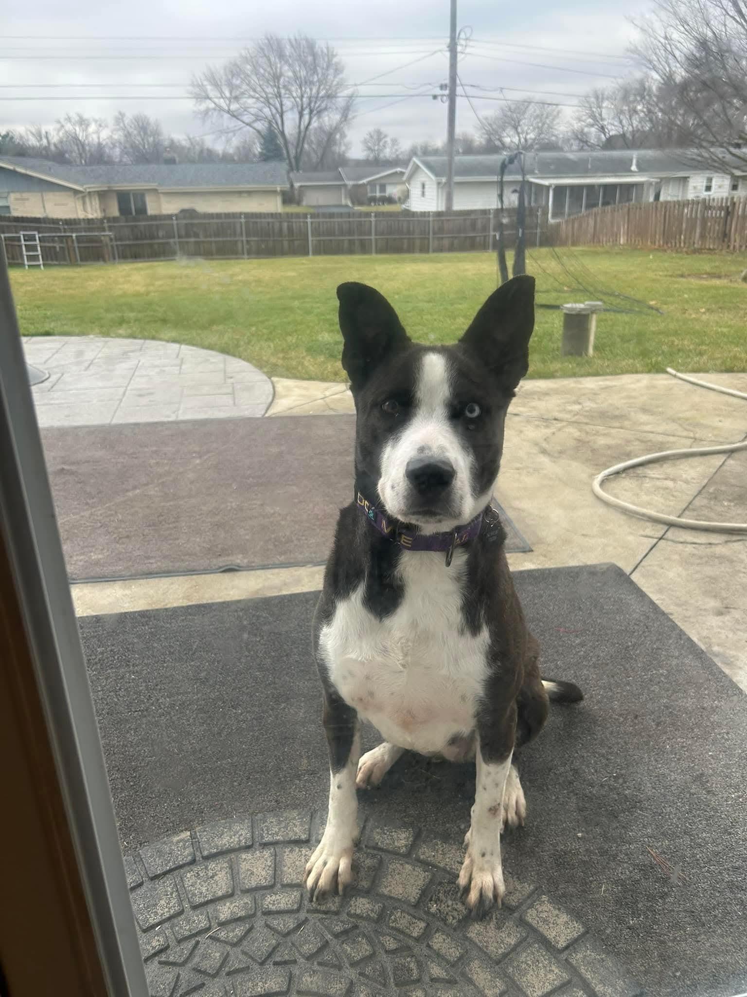 Enlarge SHILOH   $375, a ADOPTABLE mixed breed in Milwaukee, WI image 2/6