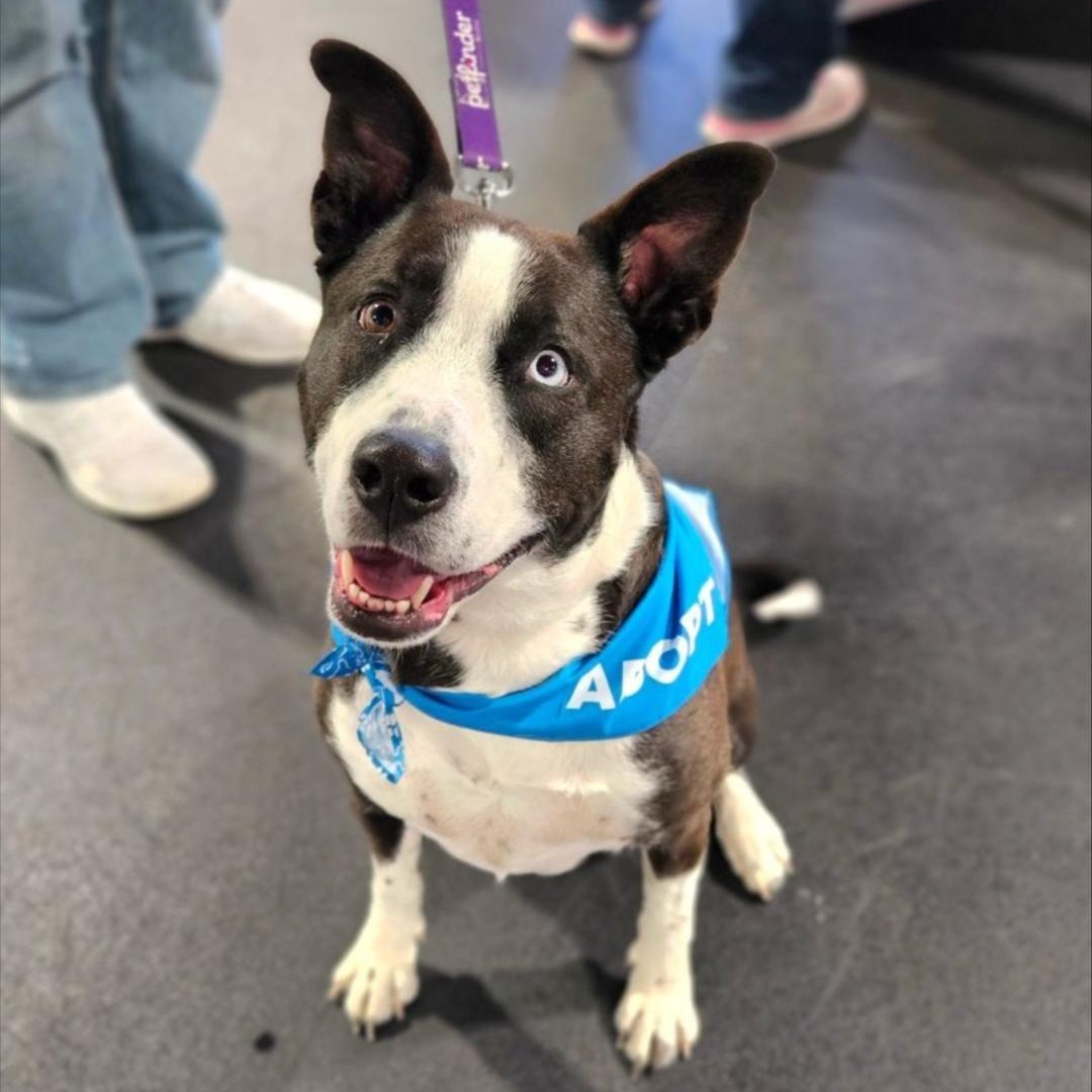 Enlarge SHILOH   $375, a ADOPTABLE mixed breed in Milwaukee, WI image 1/6