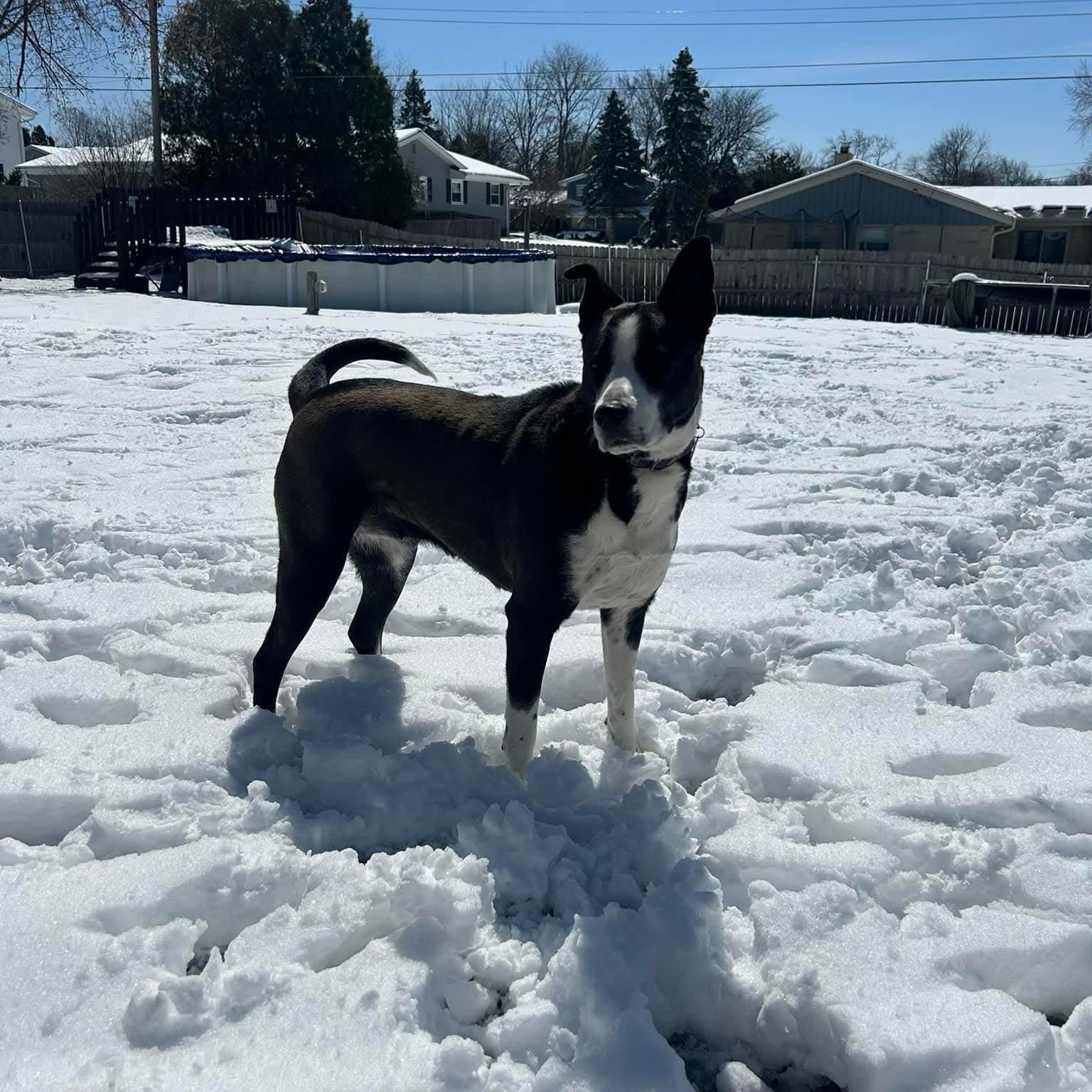 Enlarge SHILOH   $375, a ADOPTABLE mixed breed in Milwaukee, WI image 3/6