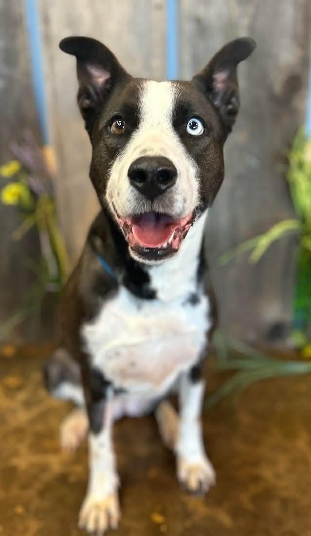 Enlarge SHILOH   $375, a ADOPTABLE mixed breed in Milwaukee, WI image 5/6