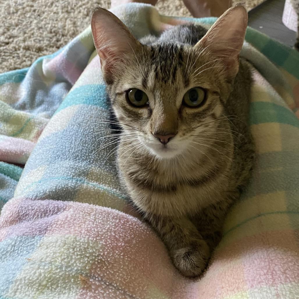 4Runner, Adoptable, Young Female Domestic Short Hair.