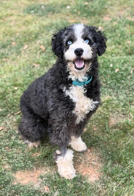 Homer, adopted, Young Male Aussiedoodle.