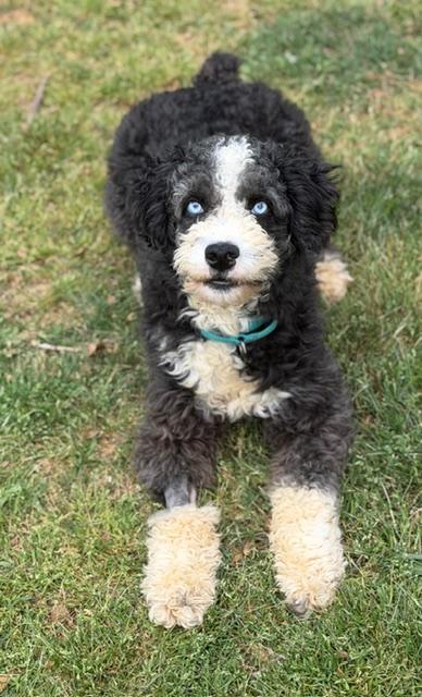 Enlarge Homer, an adopted mixed breed in Atlanta, GA image 3/6