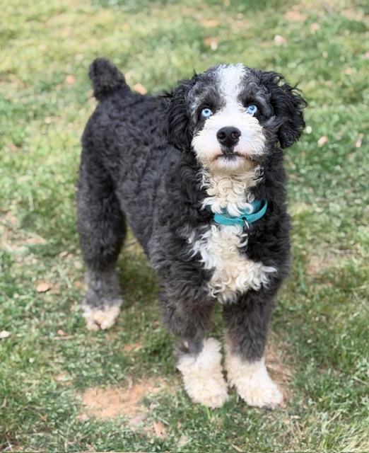 Enlarge Homer, an adopted mixed breed in Atlanta, GA image 2/6