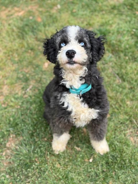 Enlarge Homer, an adopted mixed breed in Atlanta, GA image 6/6