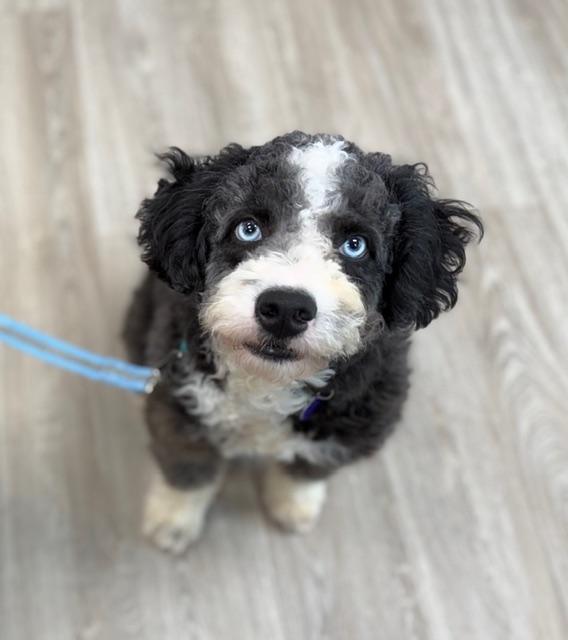 Enlarge Homer, an adopted mixed breed in Atlanta, GA image 5/6