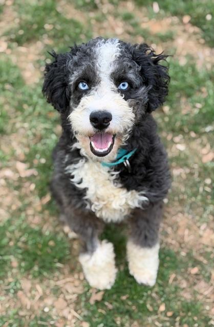 Enlarge Homer, an adopted mixed breed in Atlanta, GA image 4/6