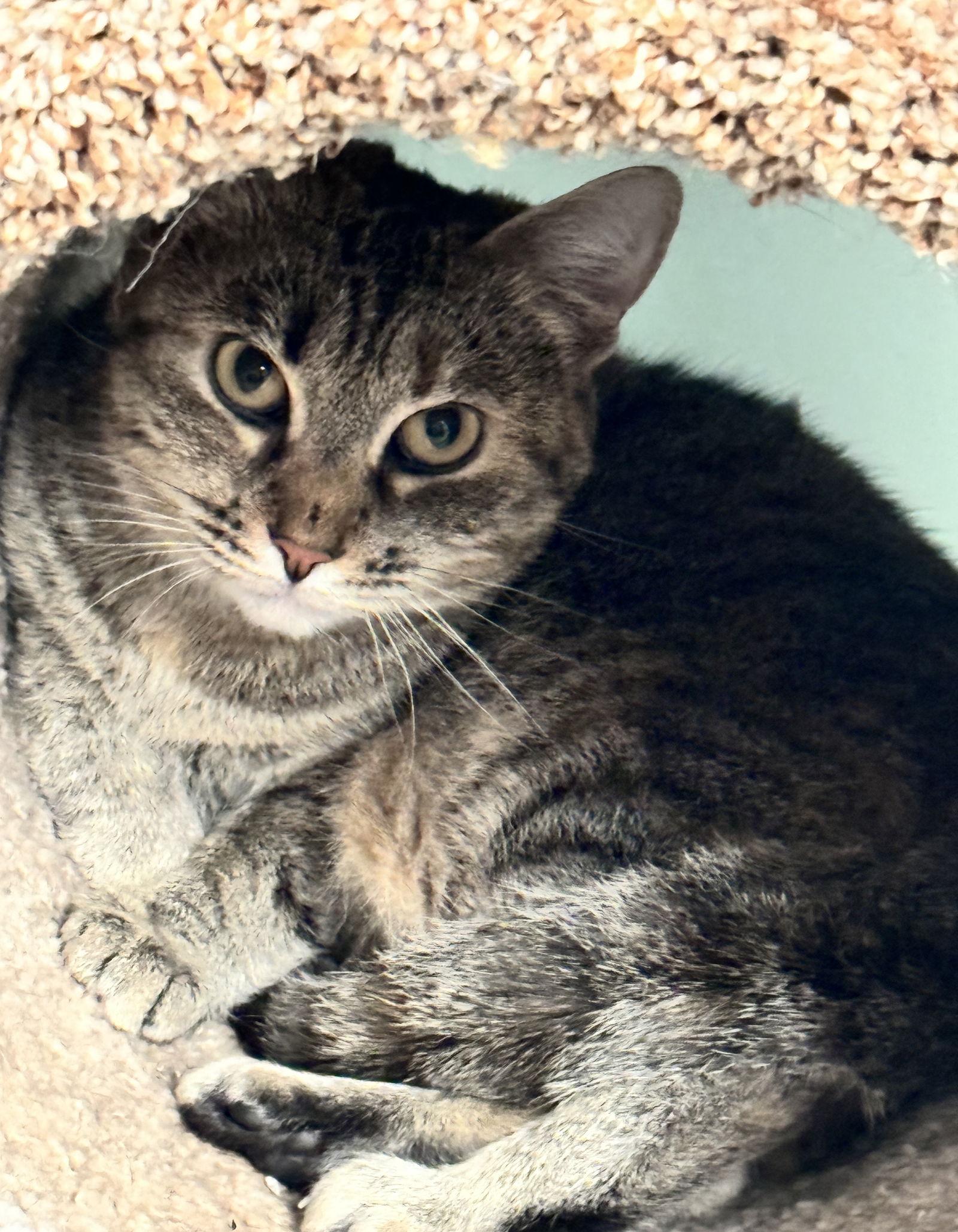 Enlarge Queen Bee, a Adoptable mixed breed in Lexington, SC image 1/3