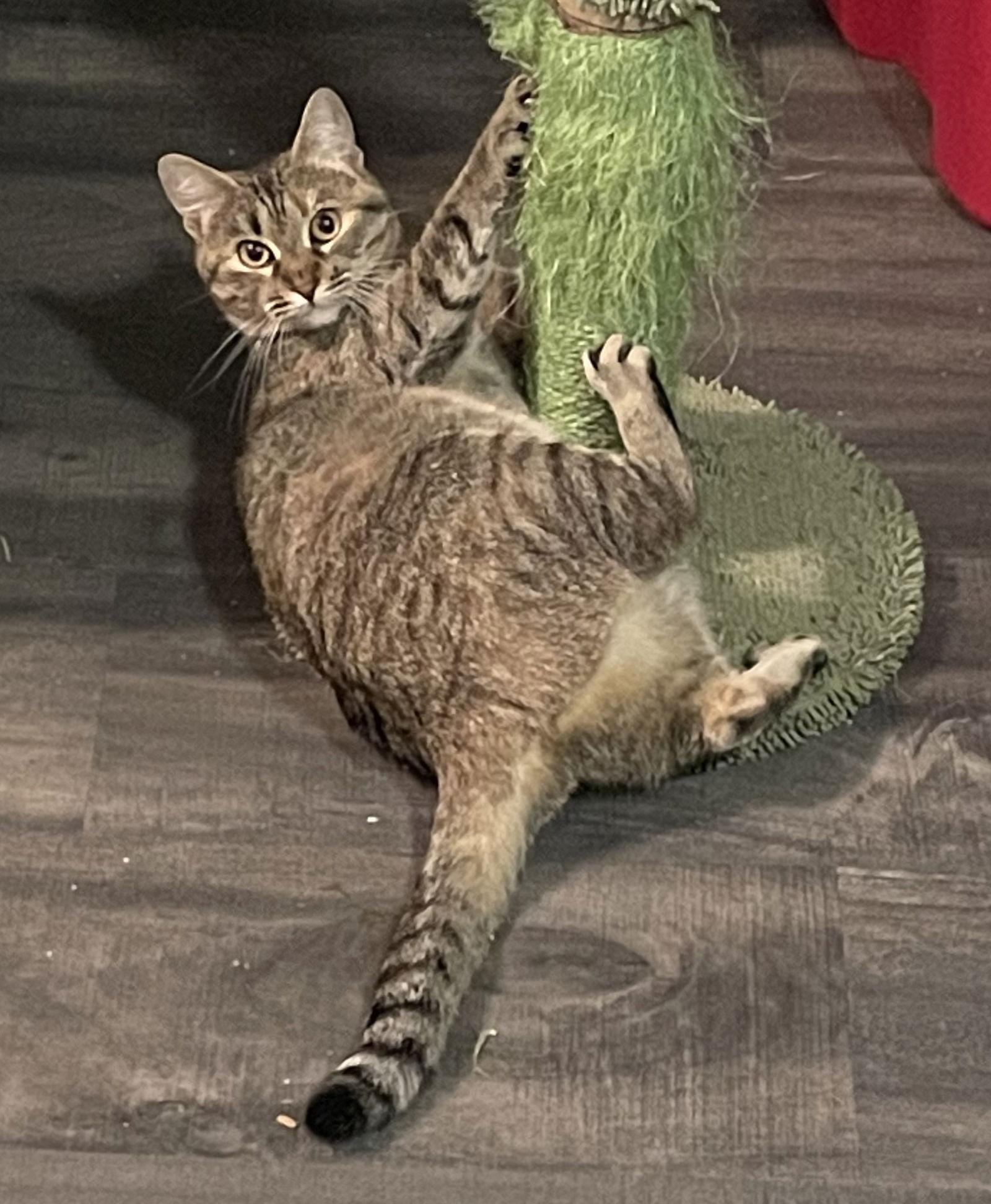 Queen Bee, a Adoptable mixed breed in Lexington, SC image 2/3