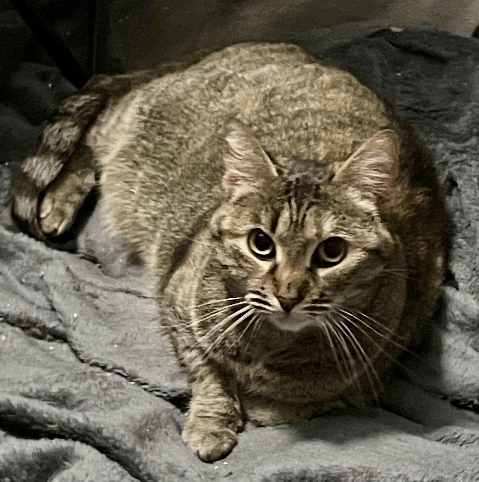 Queen Bee, a Adoptable mixed breed in Lexington, SC image 3/3