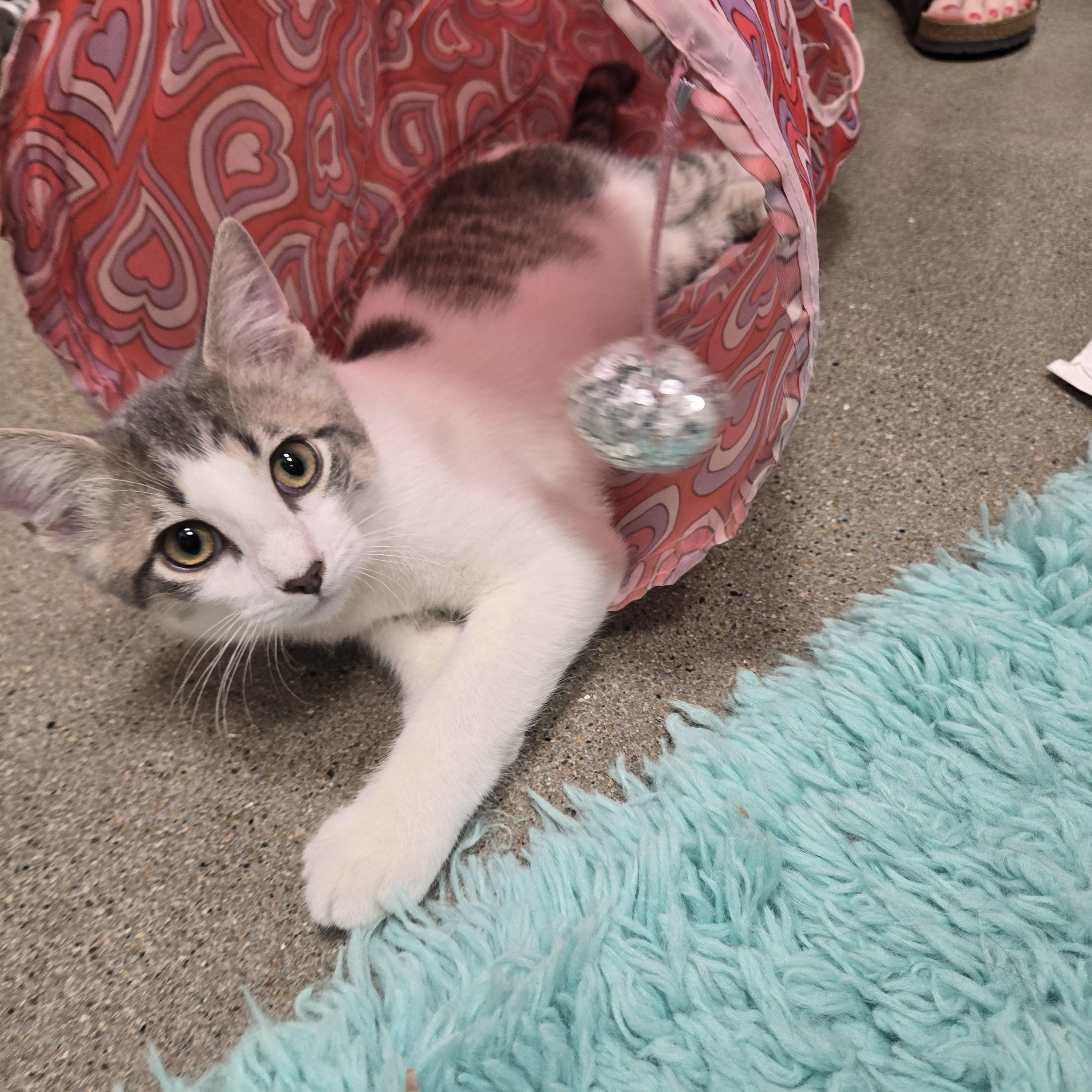 Isaac, a ADOPTABLE Domestic Short Hair in Sedalia, MO image 3/4
