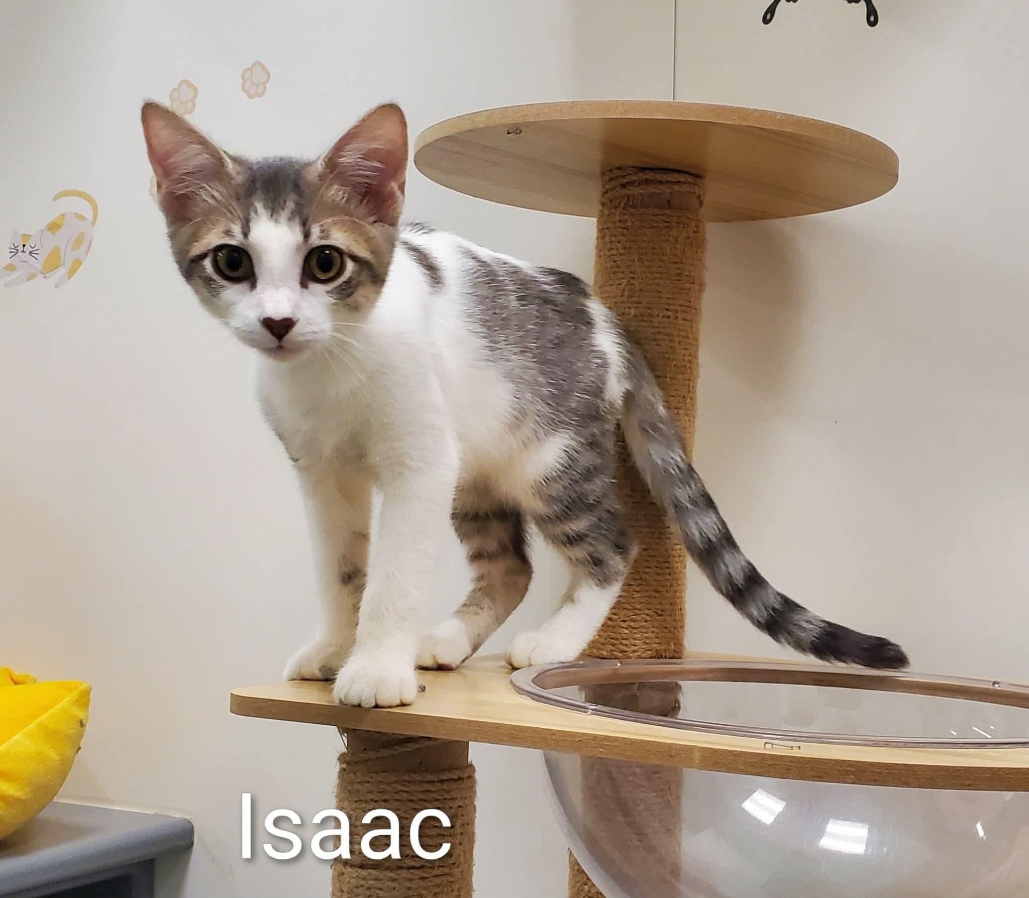 Isaac, a ADOPTABLE Domestic Short Hair in Sedalia, MO image 2/4