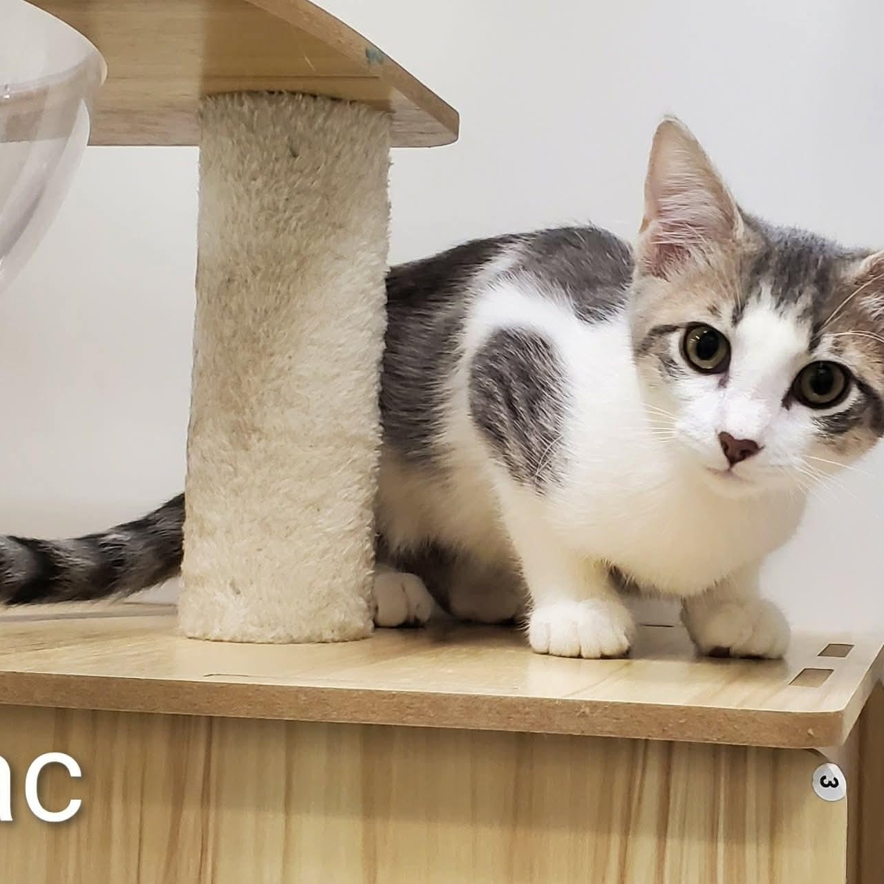 Isaac, ADOPTABLE, Kitten Male Domestic Short Hair.