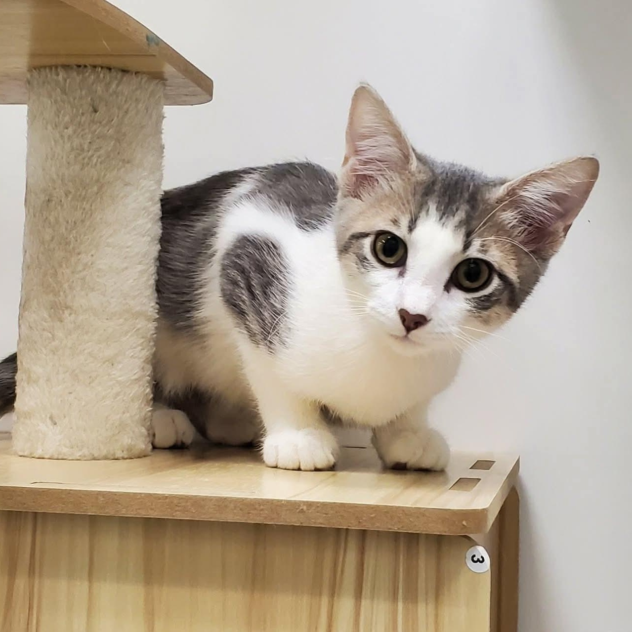 Isaac, a ADOPTABLE Domestic Short Hair in Sedalia, MO image 1/4