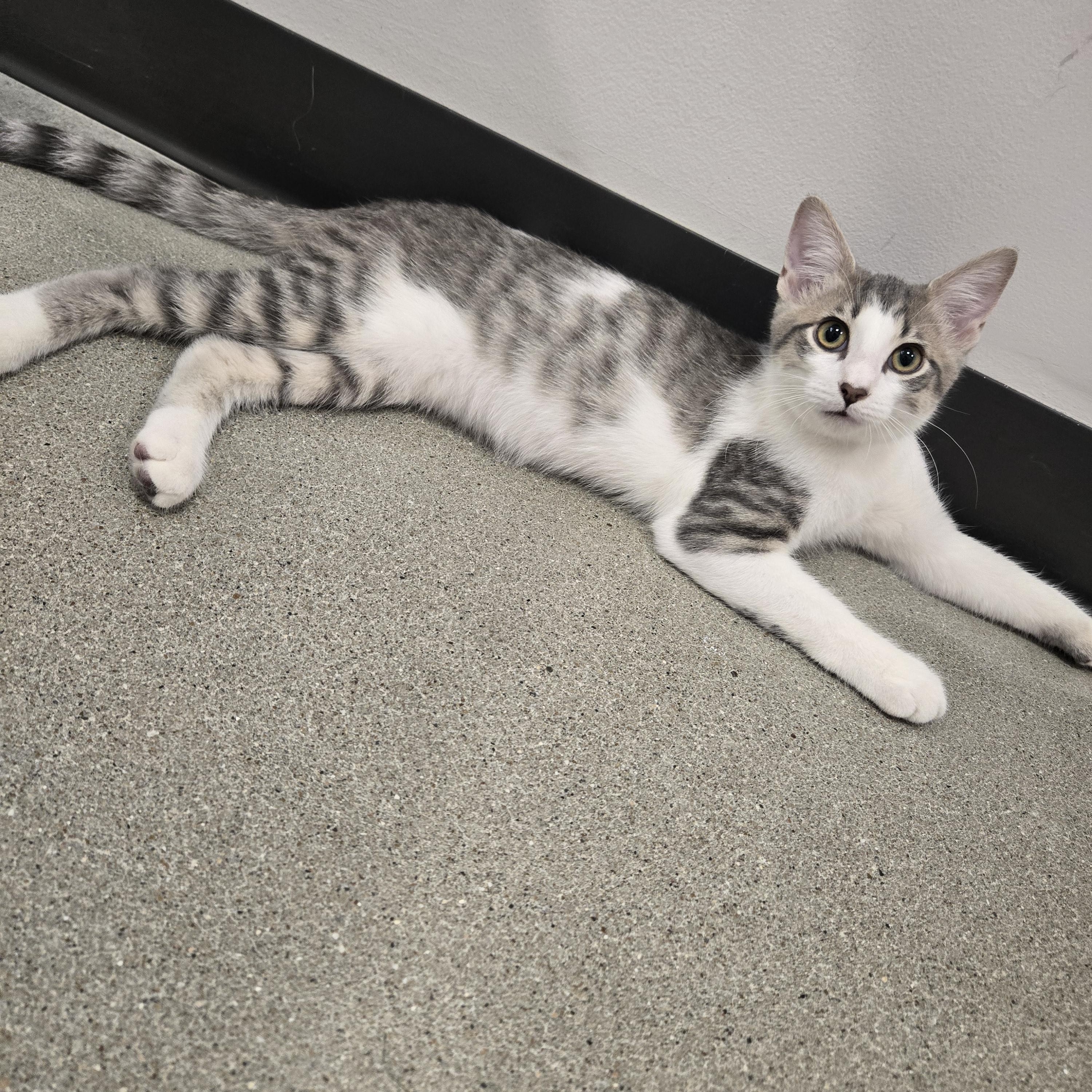 Isaac, a ADOPTABLE Domestic Short Hair in Sedalia, MO image 4/4