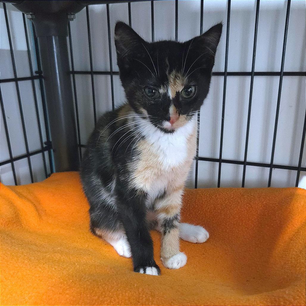Lillee, Adoptable, Kitten Female Domestic Short Hair.