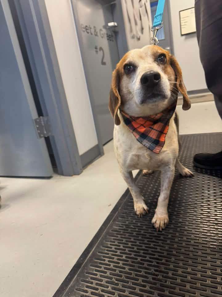 Mater, Adoptable, Adult Male Beagle.
