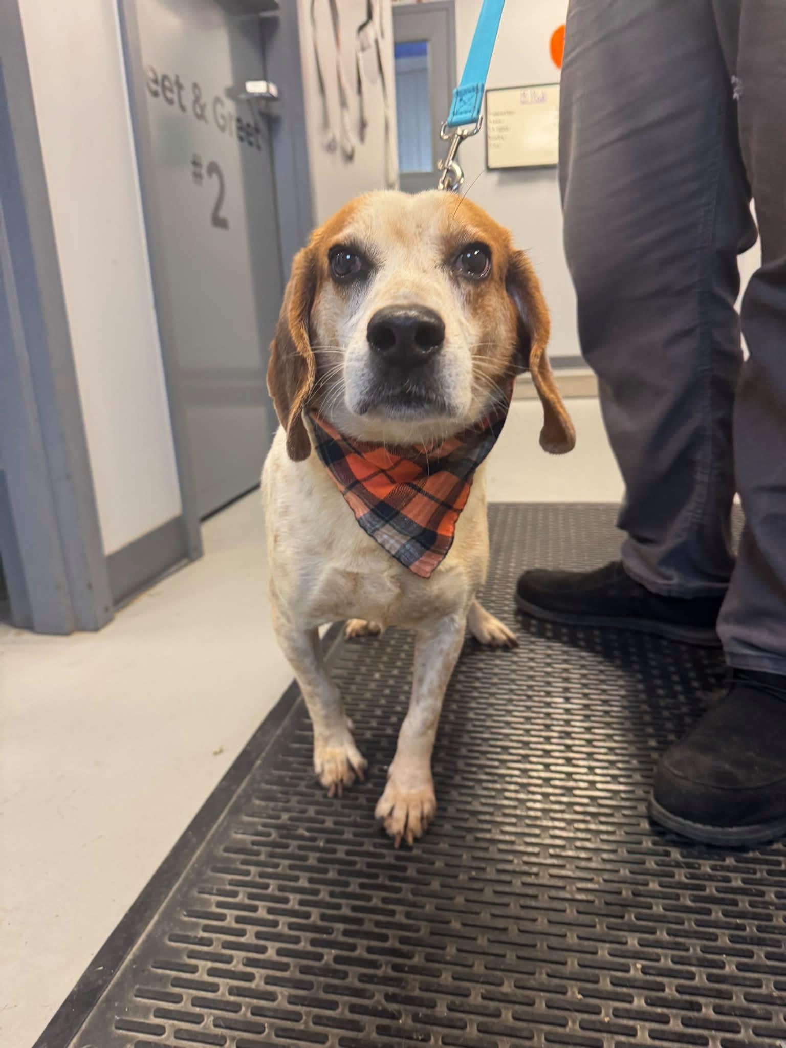 Enlarge Mater, a Adoptable Beagle in Zanesville, OH image 2/2