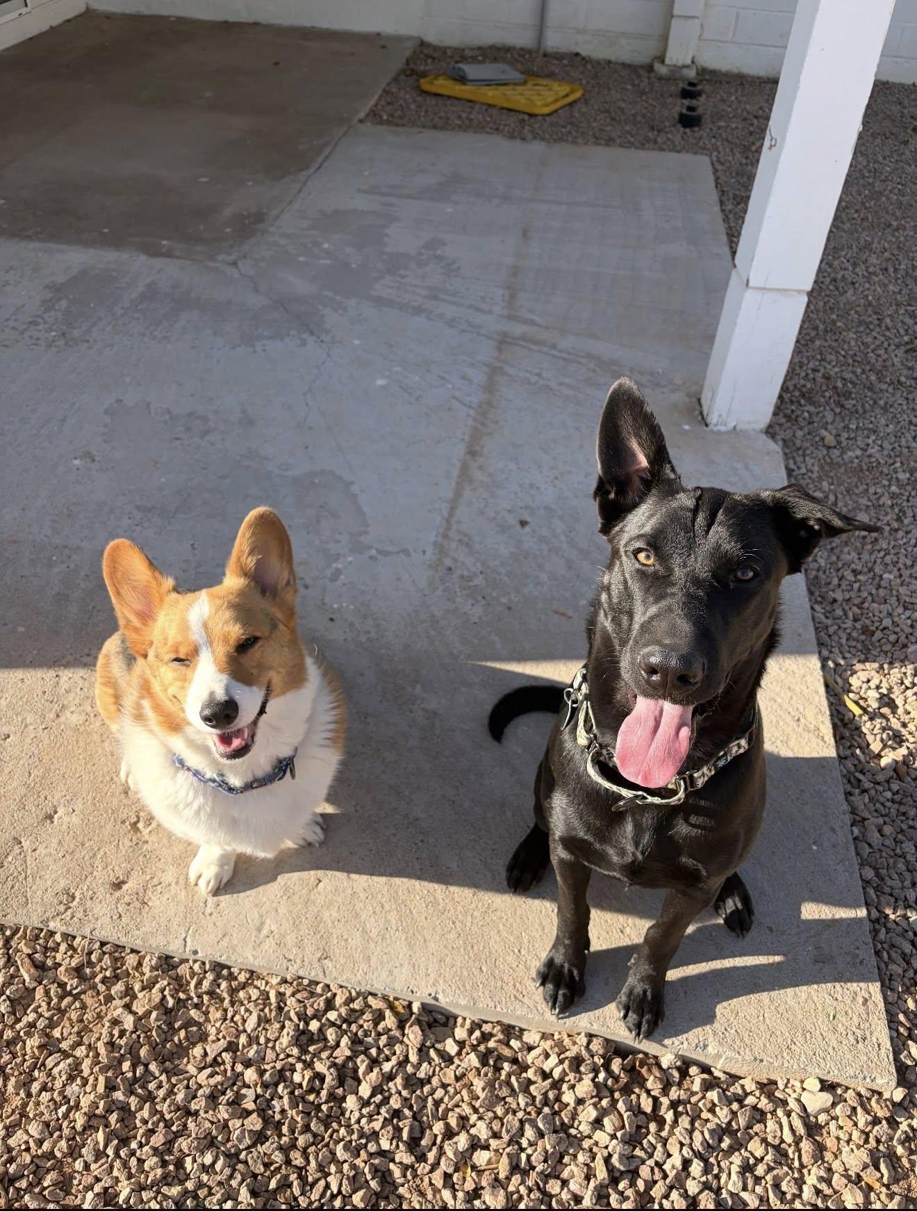 Enlarge Dozer (Finn), a Adoptable mixed breed in Glendale, AZ image 5/5