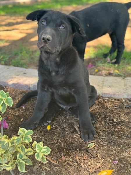 Dozer (Finn), a Adoptable mixed breed in Glendale, AZ image 2/5