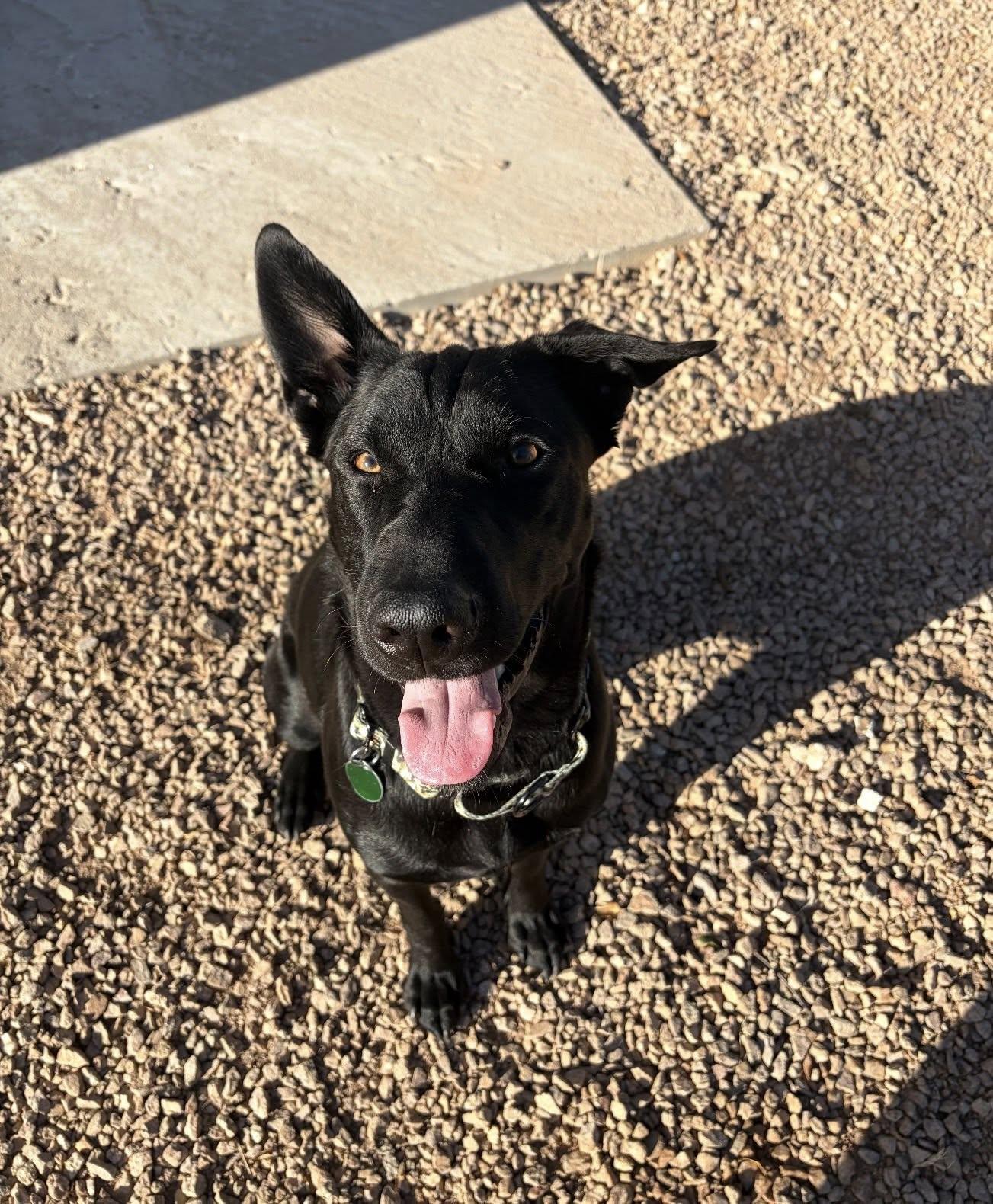 Enlarge Dozer (Finn), a Adoptable mixed breed in Glendale, AZ image 4/5