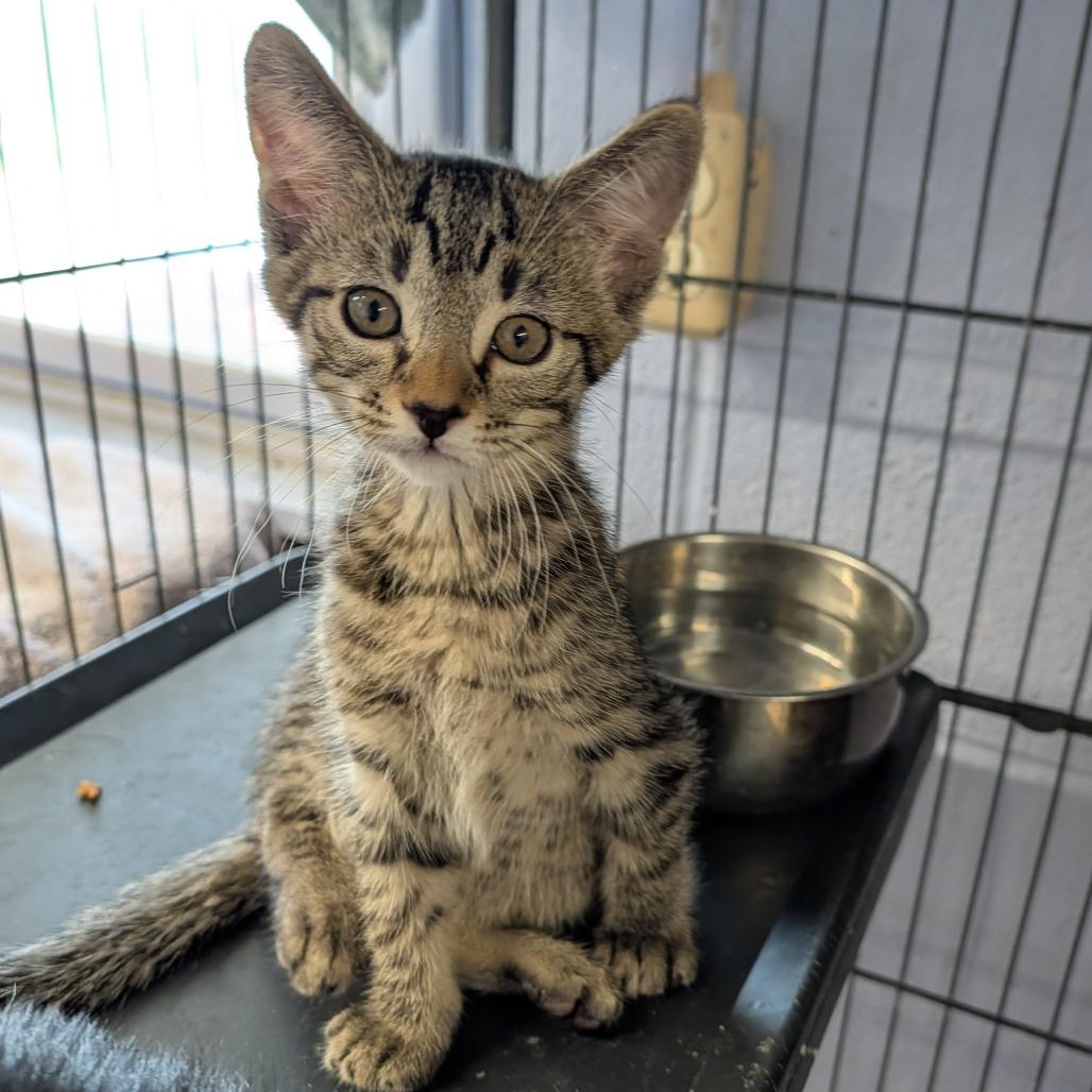 Rune, a ADOPTABLE Domestic Short Hair in Cape Girardeau, MO image 2/3