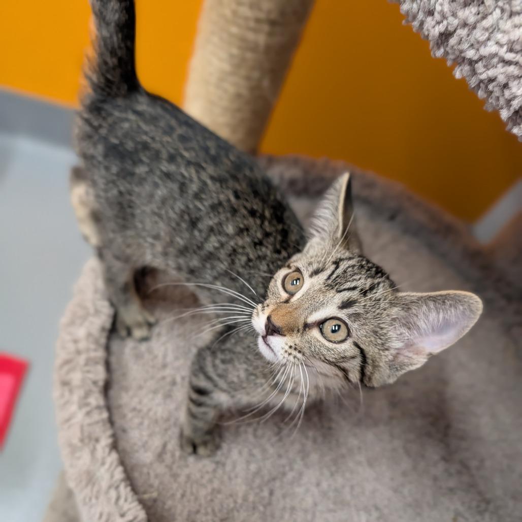Rune, a ADOPTABLE Domestic Short Hair in Cape Girardeau, MO image 3/3