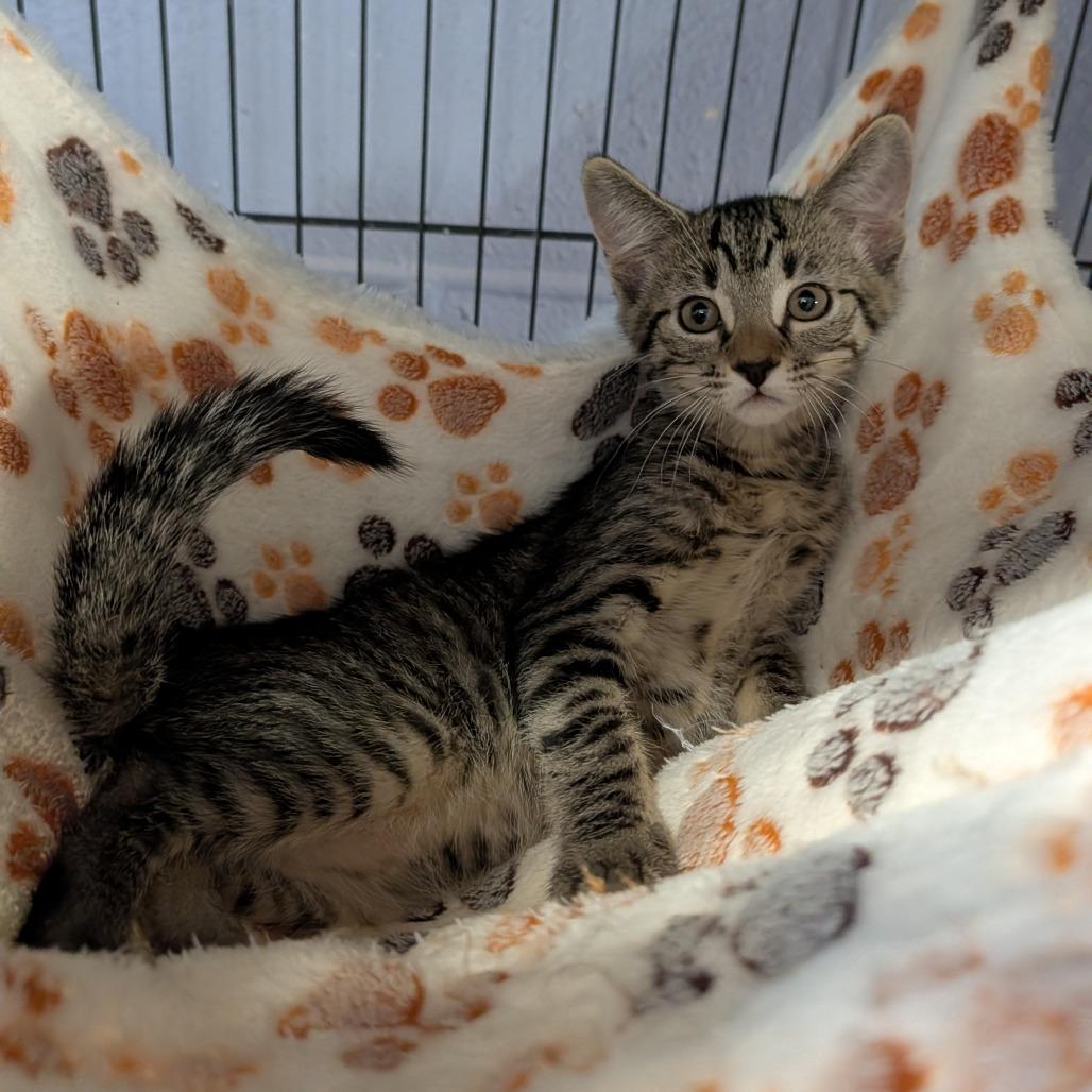 Rune, a ADOPTABLE Domestic Short Hair in Cape Girardeau, MO image 1/3