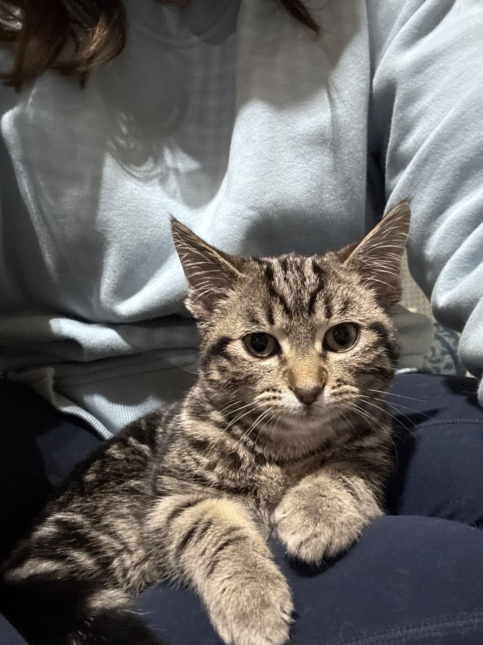 Tinker, Adoptable, Young Female Domestic Short Hair.