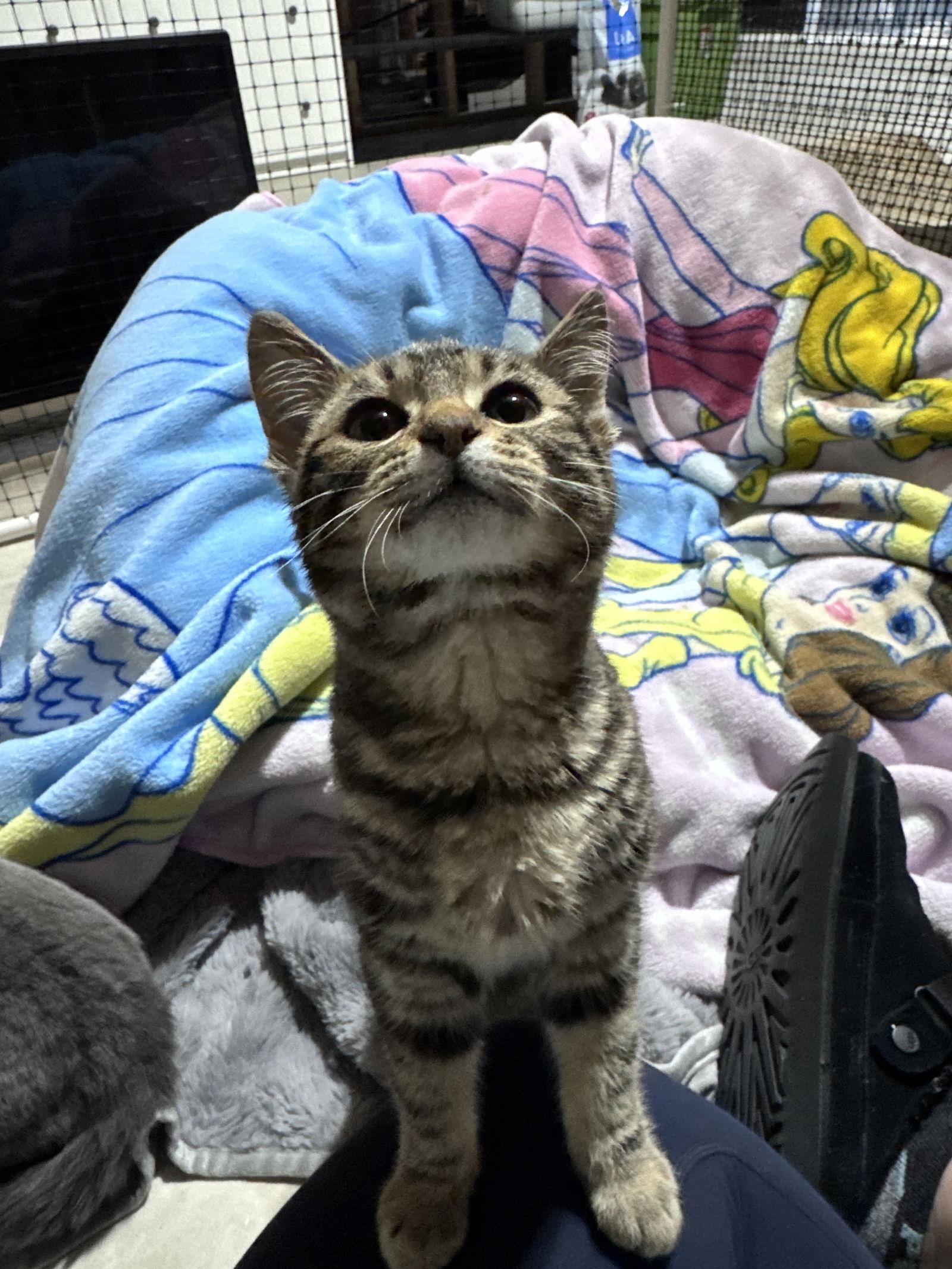 Enlarge Tinker, a Adoptable Domestic Short Hair in Lake Saint Louis, MO image 2/2