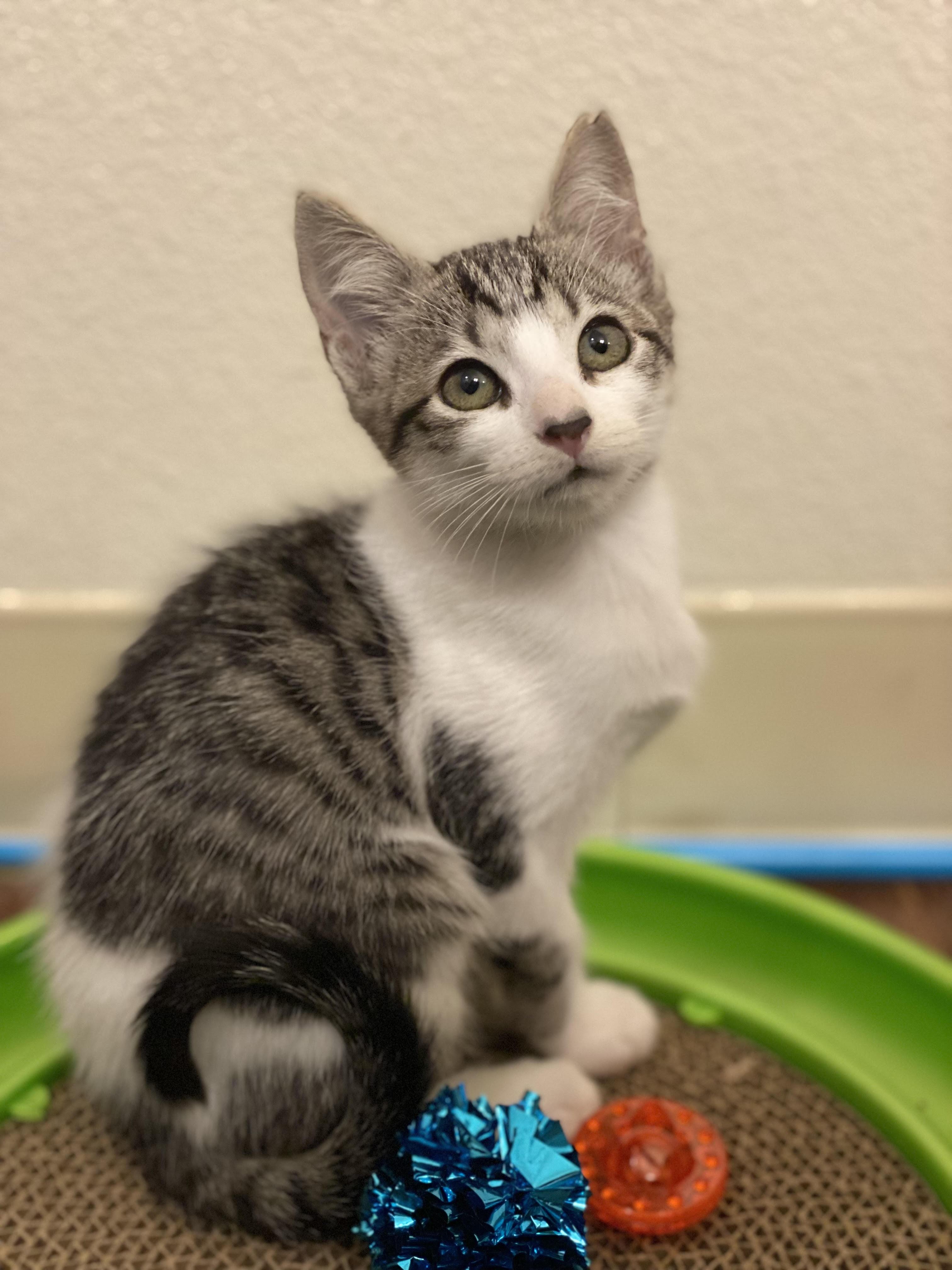 Gus, Adopted, Adult Male Domestic Short Hair.