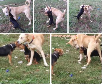 Trevor, a Adoptable mixed breed in Tappahannock, VA image 2/3