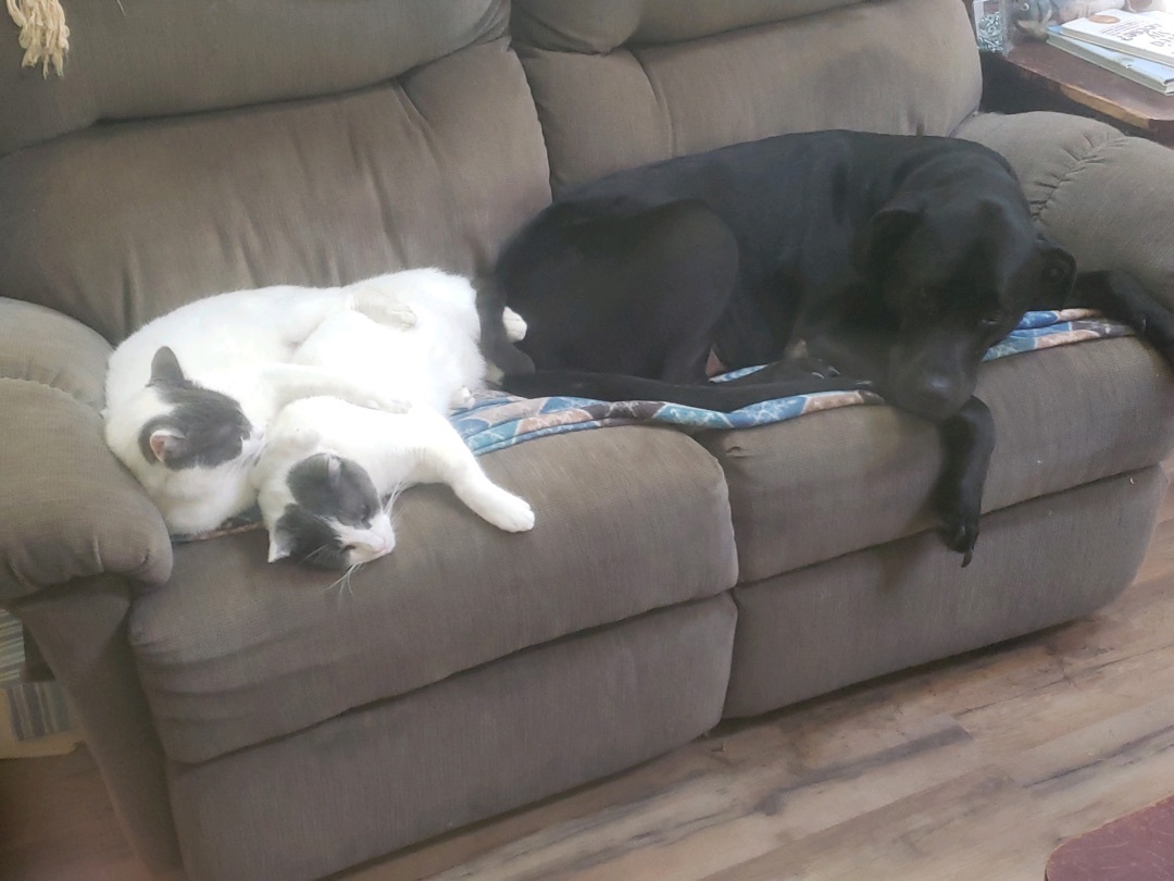 Onezio, a Adoptable Domestic Short Hair in Winston-Salem, NC image 2/10