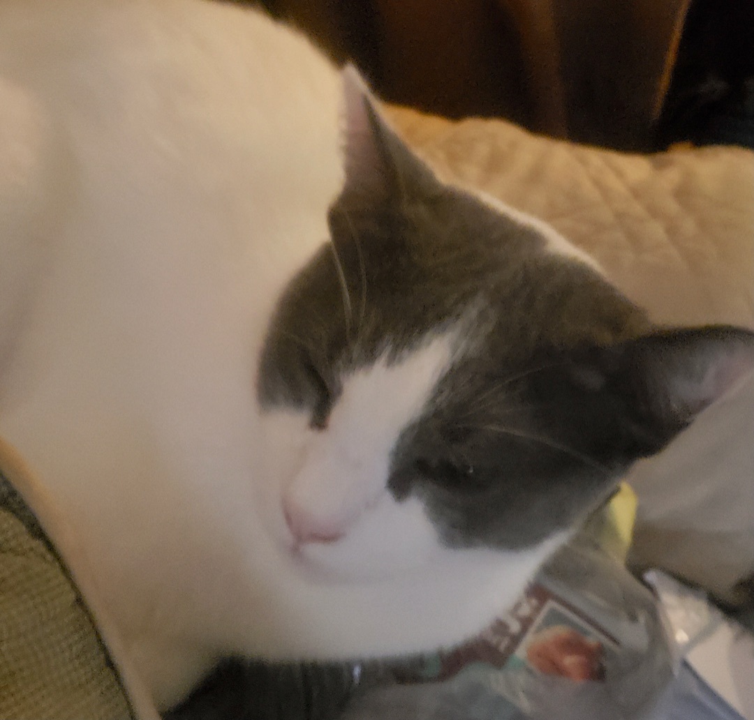 Onezio, a Adoptable Domestic Short Hair in Winston-Salem, NC image 3/10