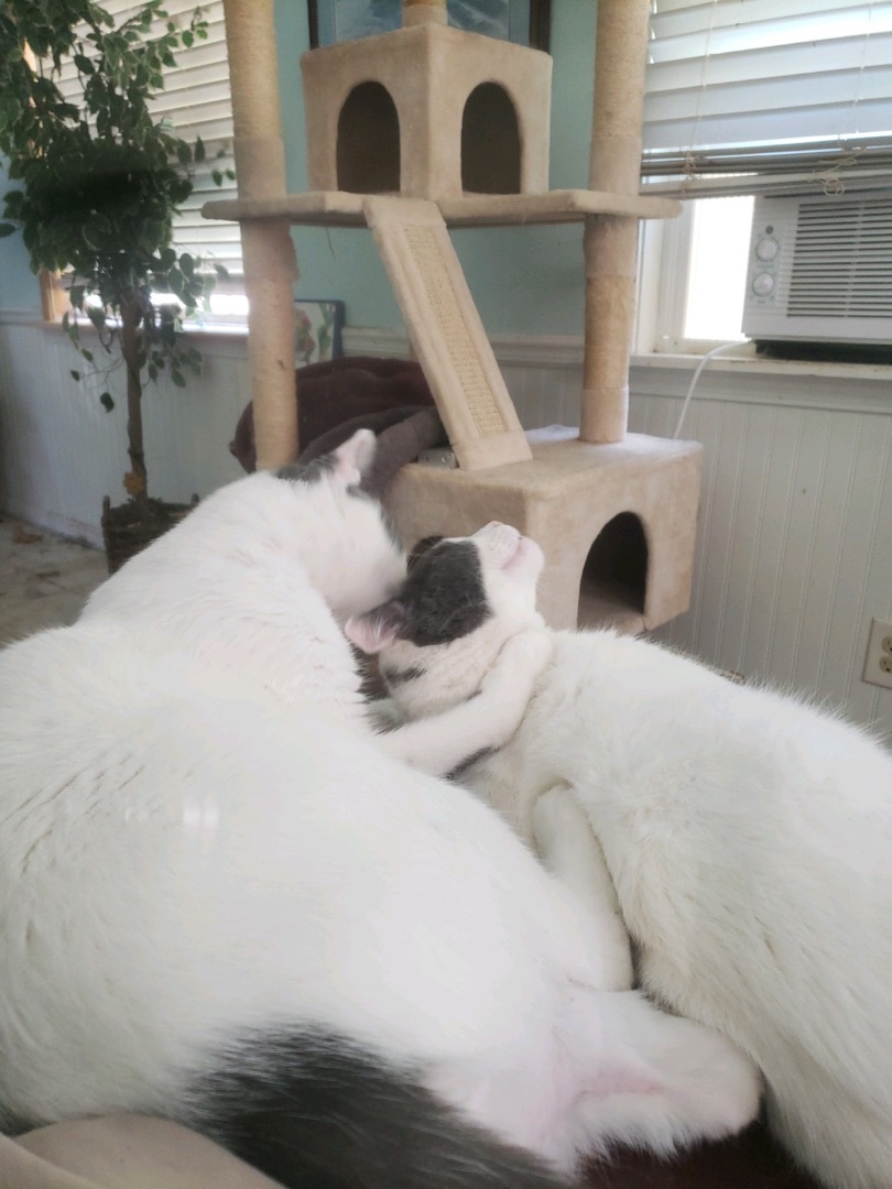 Onezio, a Adoptable Domestic Short Hair in Winston-Salem, NC image 4/10