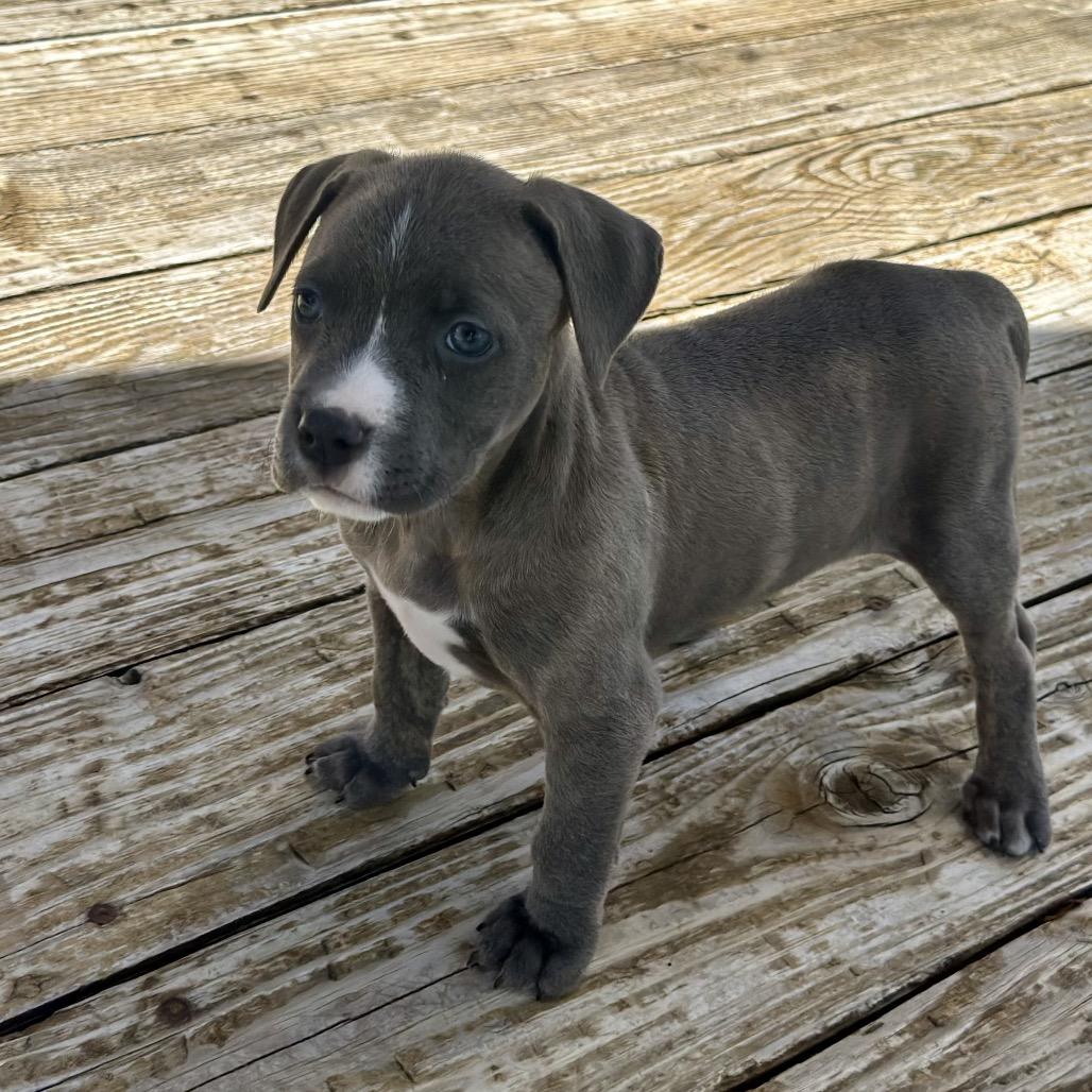 Liberty, Adoptable, Puppy Female Mixed Breed & Mixed Breed.