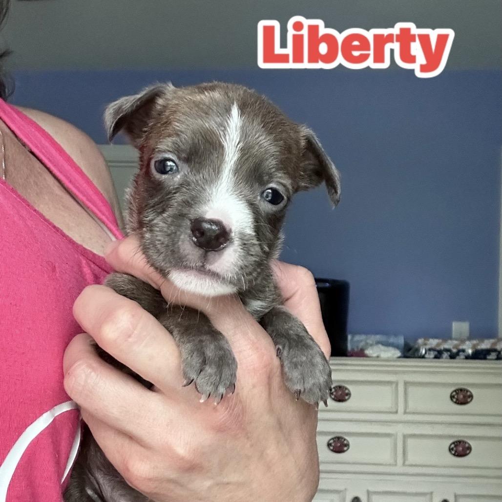 Enlarge Liberty, a Adoptable mixed breed in St. Charles, MO image 2/4