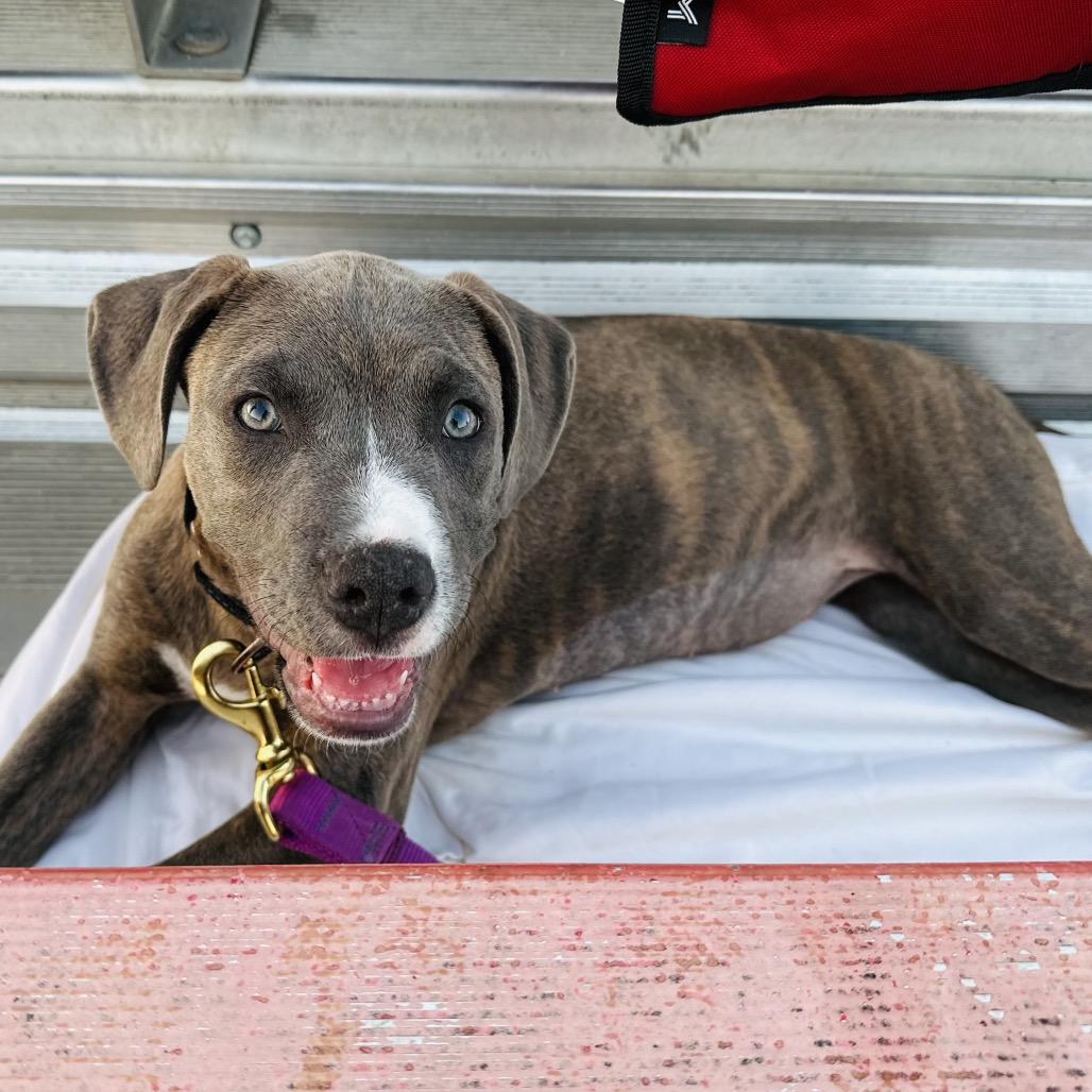 Enlarge Liberty, a Adoptable mixed breed in St. Charles, MO image 3/4