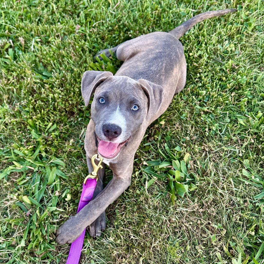 Enlarge Liberty, a Adoptable mixed breed in St. Charles, MO image 4/4