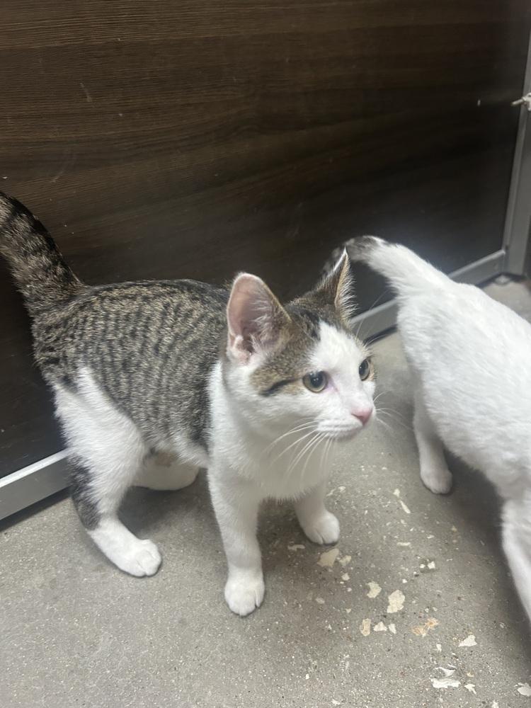 Caiden, Adoptable, Kitten Male Domestic Short Hair.