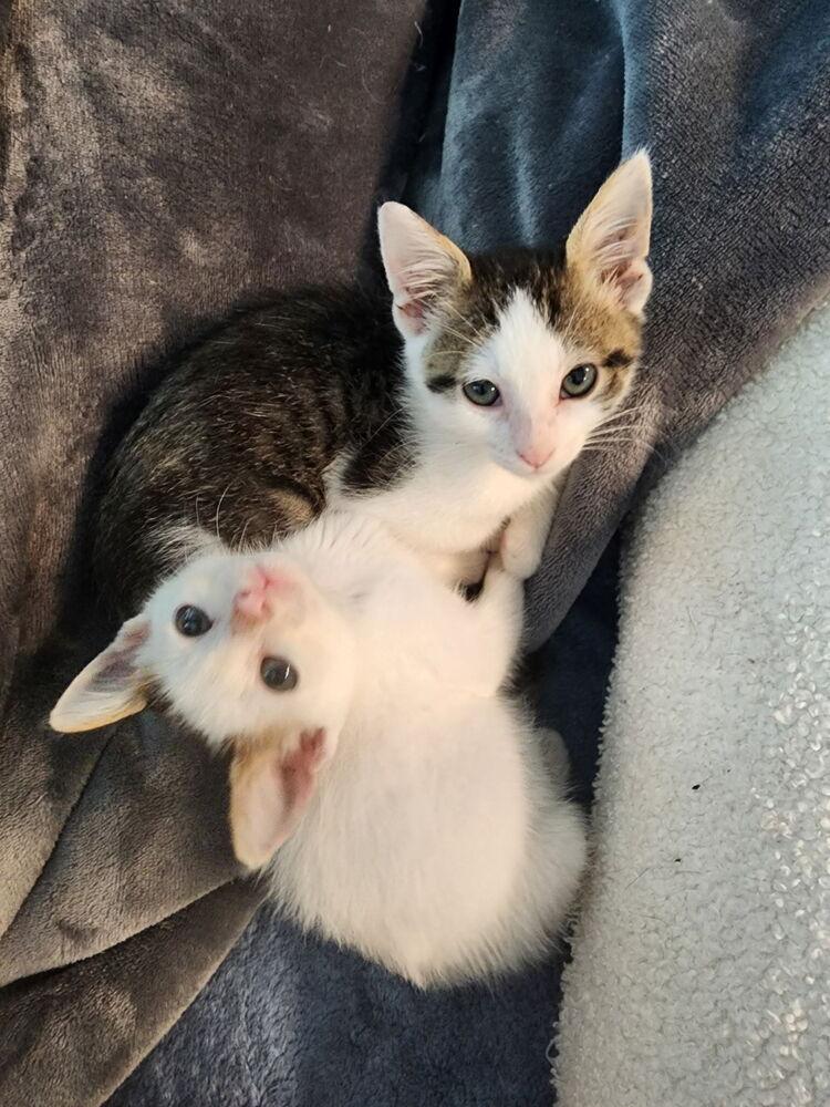 Enlarge Caiden, a Adoptable mixed breed in Austin, TX image 2/4