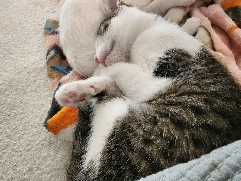 Enlarge Caiden, a Adoptable mixed breed in Austin, TX image 3/4