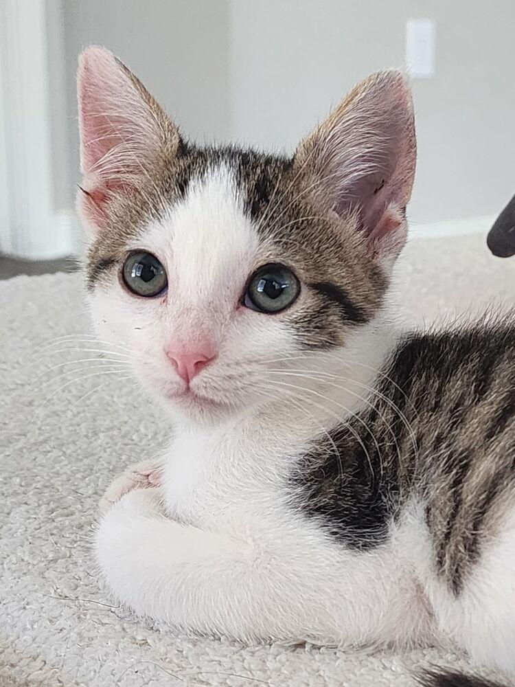 Enlarge Caiden, a Adoptable mixed breed in Austin, TX image 4/4