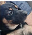 Maya — thumbnail 2