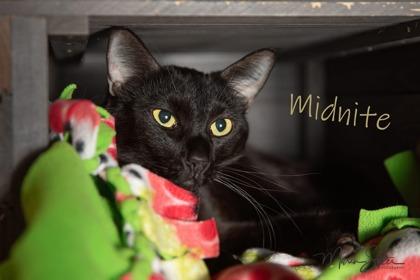 Midnite, Adoptable, Kitten Female Domestic Medium Hair & Domestic Short Hair.