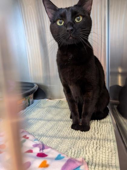 Enlarge Midnite, a Adoptable mixed breed in Scottsdale, AZ image 1/2