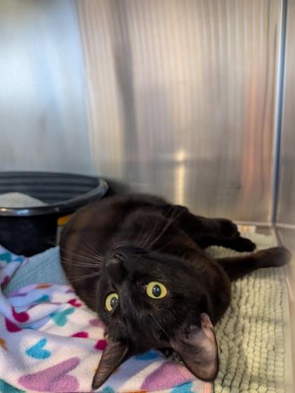 Enlarge Midnite, a Adoptable mixed breed in Scottsdale, AZ image 2/2